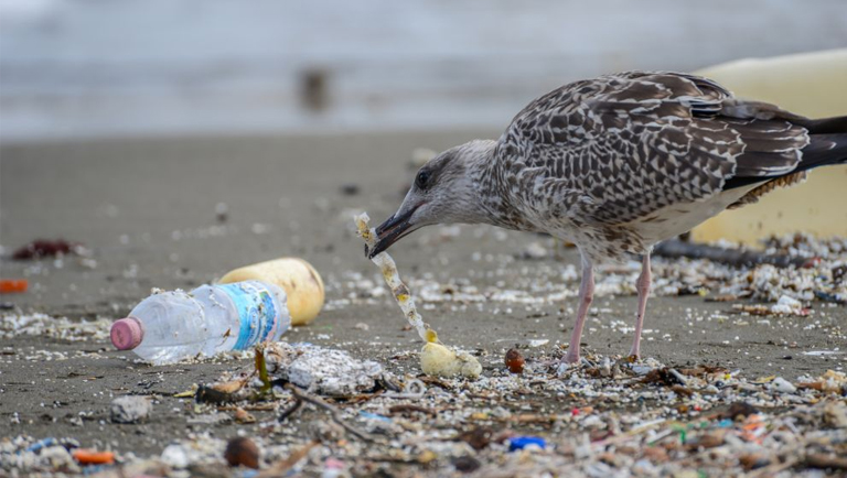 Reducir Plástico de los Océanos